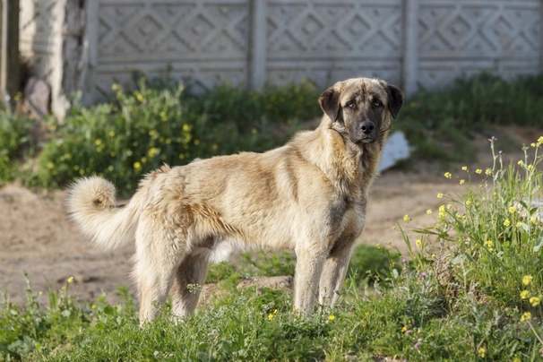 Akita anatolian 2024 shepherd mix