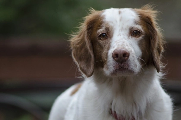 Brittany Spaniel Dogs Breed | Facts, Information and Advice | Pets4Homes