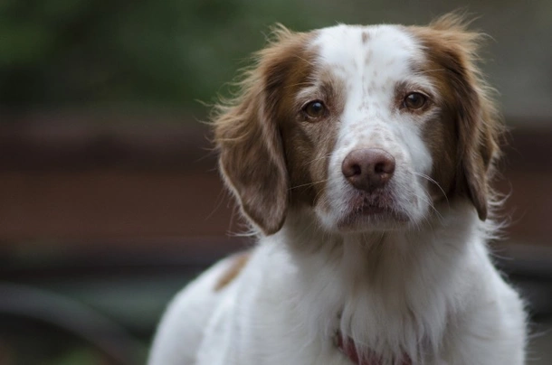 Brittany dog best sale spaniel breeds