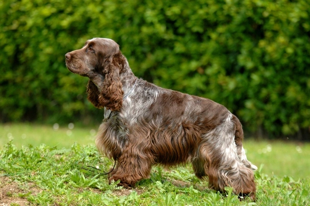 Cocker Spaniel Inglés Dogs Raza - Características, Fotos & Precio | MundoAnimalia