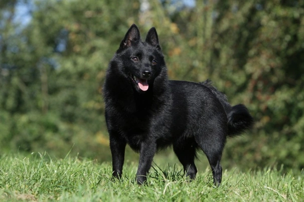 Schipperke Dogs Raza - Características, Fotos & Precio | MundoAnimalia