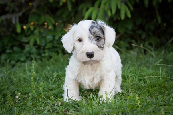 Sealyham Terrier Dogs Breed - Information, Temperament, Size & Price | Pets4Homes