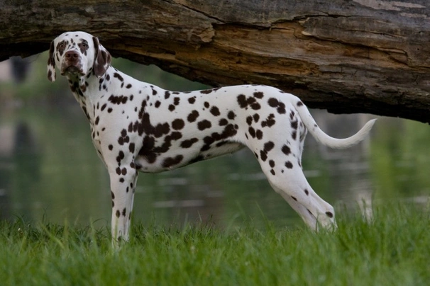 Long haired dalmatian store price