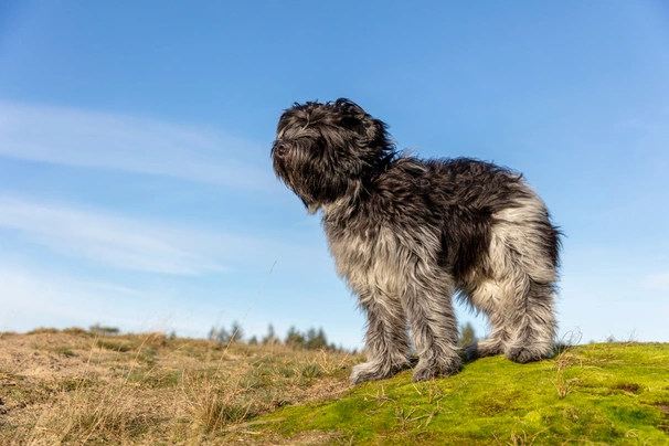 Nederlandse Schapendoes Dogs Ras: Karakter, Levensduur & Prijs | Puppyplaats