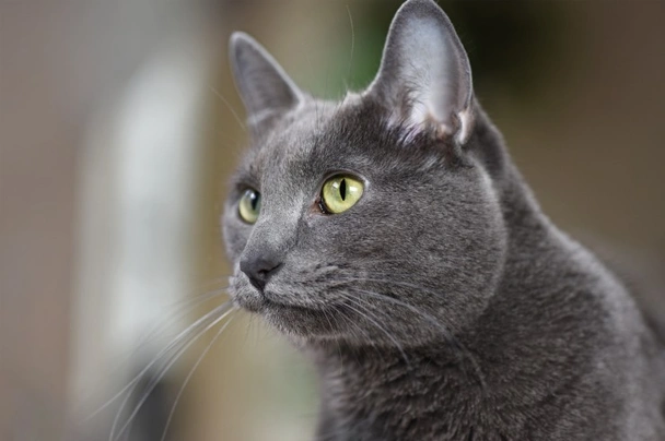 Korat Cats Breed | Facts, Information and Advice | Pets4Homes