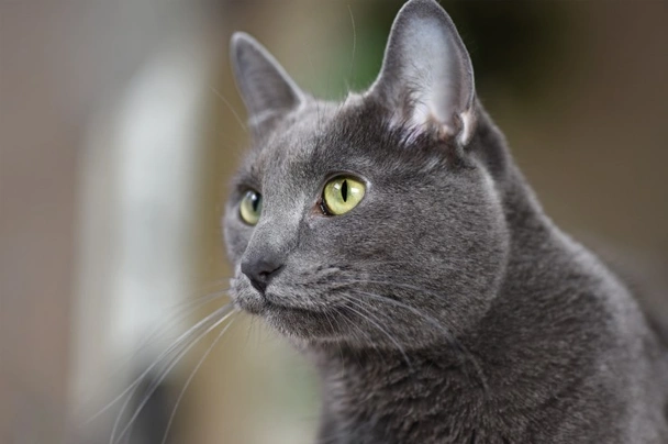 Korat Cats Breed - Information, Temperament, Size & Price | Pets4Homes