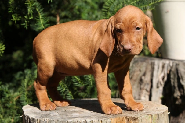 Hungarian Vizsla Dogs Breed - Information, Temperament, Size & Price | Pets4Homes