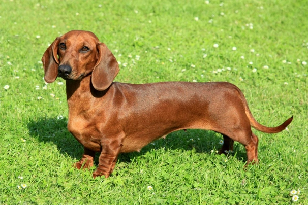 Dachshund best sale breed info