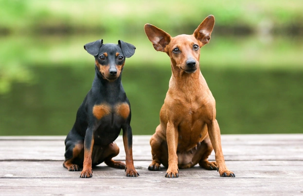 Trpasličí pinč Dogs Informace - velikost, povaha, délka života & cena | iFauna