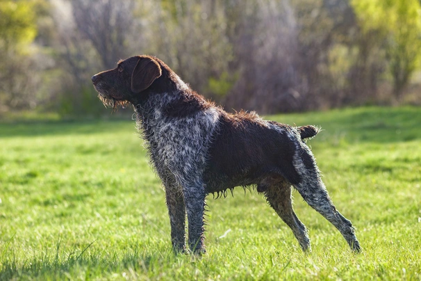 Německý drátosrstý ohař Dogs Informace - velikost, povaha, délka života & cena | iFauna