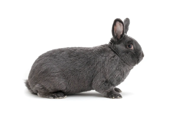 Vienna Rabbits Breed - Information, Temperament, Size & Price | Pets4Homes