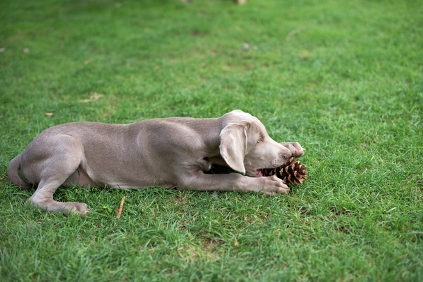 Weimaraner Dogs Raza - Características, Fotos & Precio | MundoAnimalia