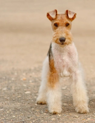 Fox Terrier de Pelo Duro Dogs Raza - Características, Fotos & Precio | MundoAnimalia