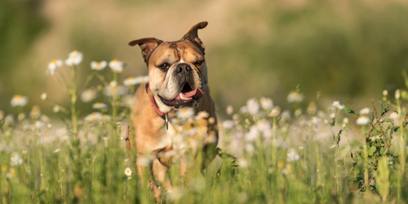 Kontinentální buldok Dogs Informace - velikost, povaha, délka života & cena | iFauna