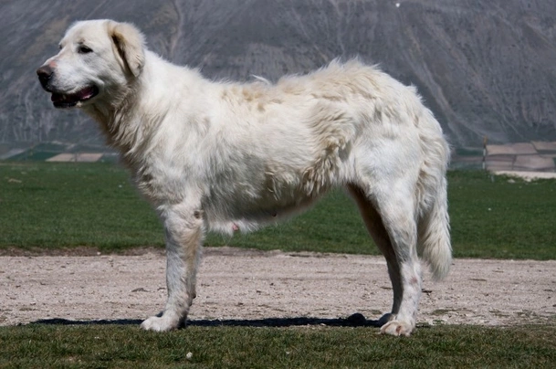 Pastore Maremmano Abruzzese Cani Razza | Carattere, Prezzo, Cuccioli ...