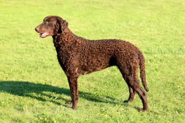 Curly coated retriever 2025 puppy for sale