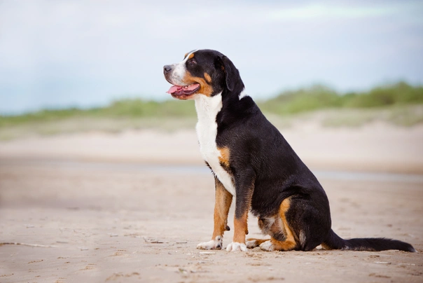 Greater swiss mountain dog puppies for hot sale sale price