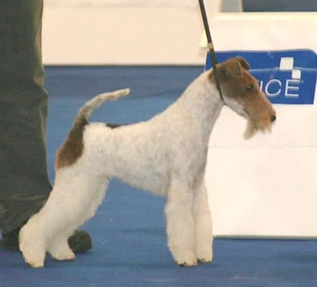 Wire fox hot sale terrier cost