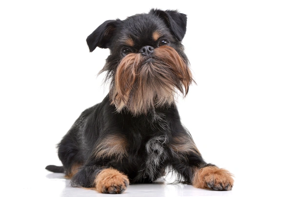 Grifonek belgický Dogs Informace - velikost, povaha, délka života & cena | iFauna