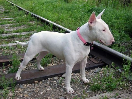 White best sale bull terrier