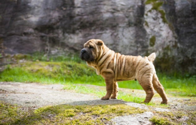 Shar Pei Dogs Breed - Information, Temperament, Size & Price | Pets4Homes