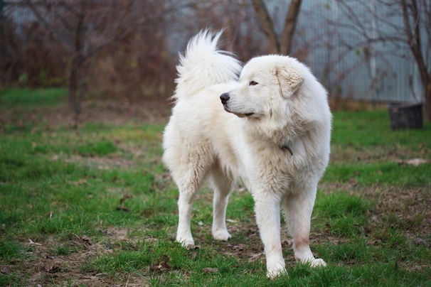 Maremmansko-abruzský pastevecký pes Dogs Informace - velikost, povaha, délka života & cena | iFauna