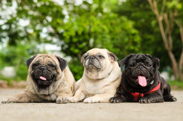 Pug Dogs Breed - Information, Temperament, Size & Price | Pets4Homes