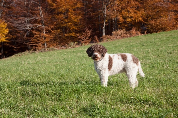 Lagotto Romagnolo Dogs Breed | Facts, Information and Advice | Pets4Homes