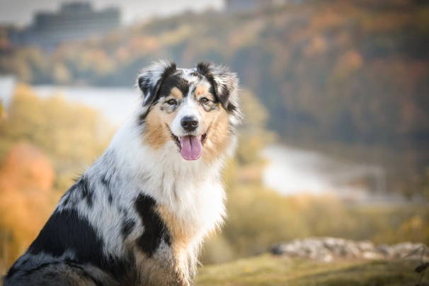 Blue merle on sale australian shepherd cost