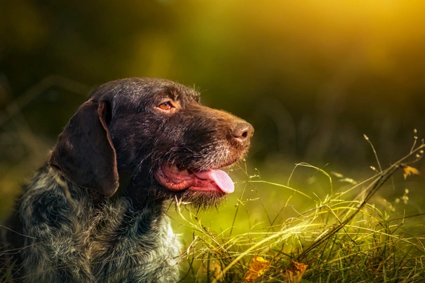 Německý drátosrstý ohař Dogs Plemeno / Druh: Povaha, Délka života & Cena | iFauna