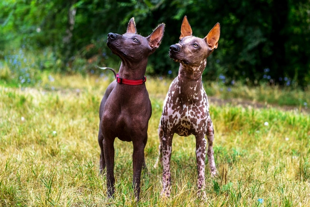 Mexican Hairless Dogs Breed - Information, Temperament, Size & Price | Pets4Homes