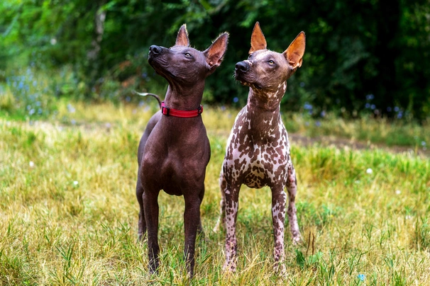 Mexican Hairless Dogs Breed Information Temperament Size