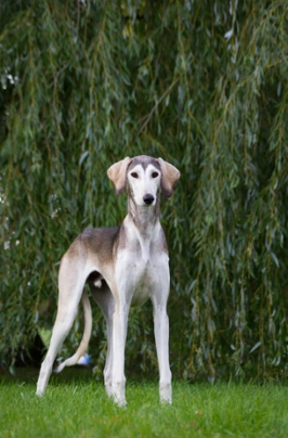 Saluki Dogs Breed - Information, Temperament, Size & Price | Pets4Homes