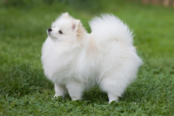 Pomeranian Dogs Breed - Information, Temperament, Size & Price | Pets4Homes