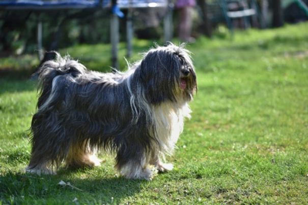 los terriers tibetanos son hereditarios