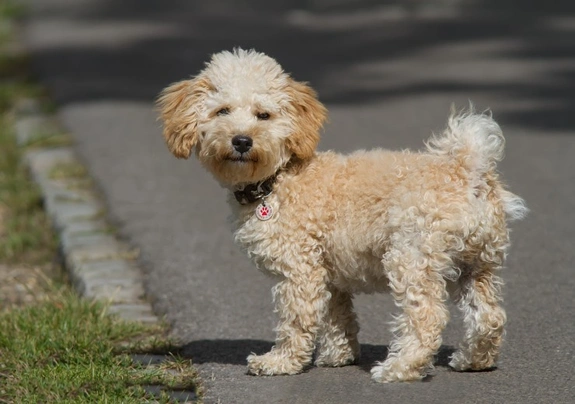 Cavapoo Dogs Breed Information Temperament Size Price Pets4Homes