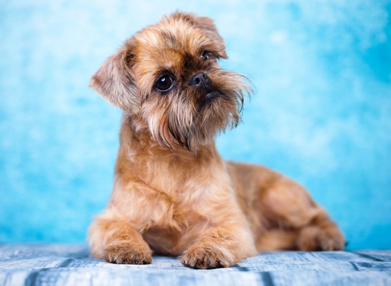 Griffon Bruxellois Dogs Breed | Facts, Information and Advice | Pets4Homes