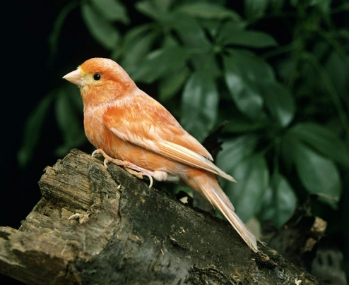Kanár Birds Informace - velikost, povaha, délka života & cena | iFauna