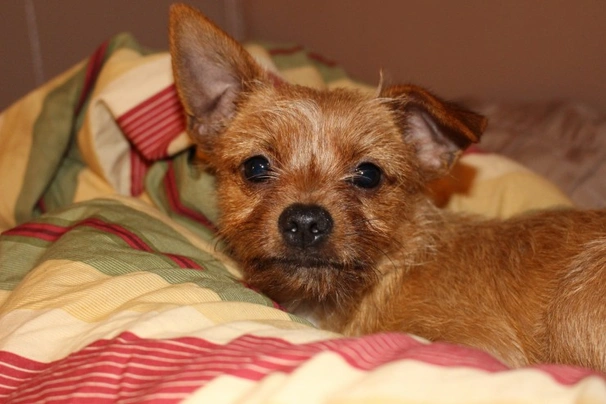 Yorkie and best sale chihuahua mix puppies