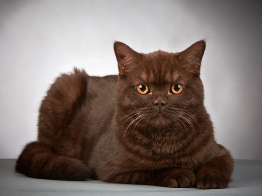 Britská krátkosrstá kočka Cats Plemeno / Druh: Povaha, Délka života & Cena | iFauna
