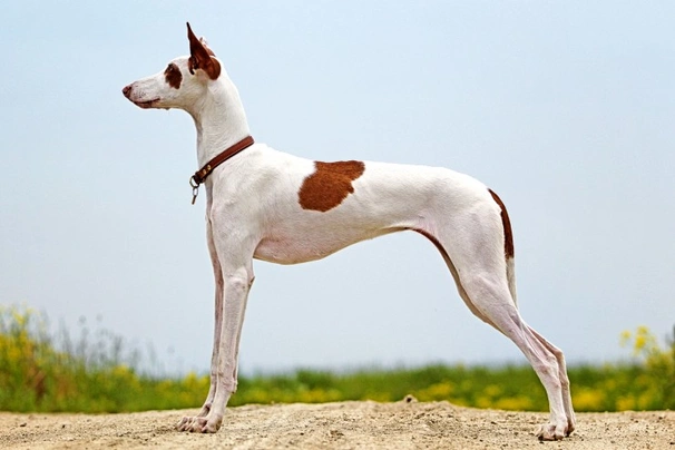 Ibizský podenco Dogs Informace - velikost, povaha, délka života & cena | iFauna