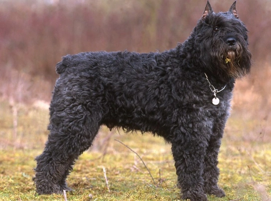 Flanderský bouvier Dogs Plemeno / Druh: Povaha, Délka života & Cena | iFauna