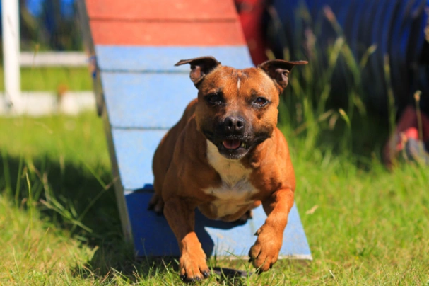 Staffordshire Bull Terrier Dogs Raza | Datos, Aspectos destacados y Consejos de compra | MundoAnimalia