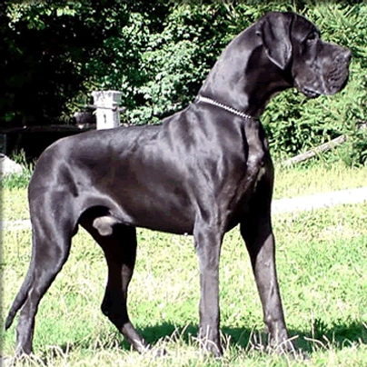 Great dane guard dog hot sale breeds