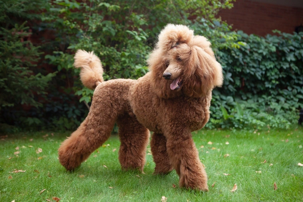 Poodle Dogs Breed | Facts, Information and Advice | Pets4Homes
