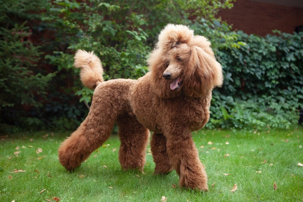 Medium hotsell poodle size