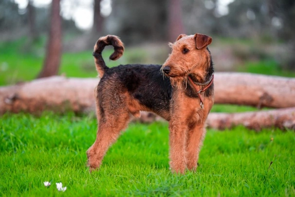 Pets4homes airedale hot sale