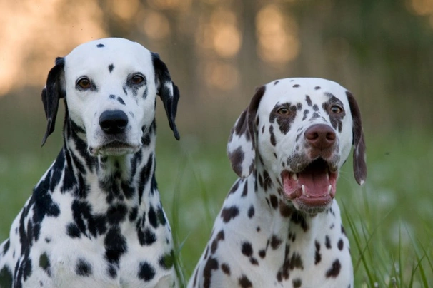 Dalmatian Dogs Breed - Information, Temperament, Size & Price | Pets4Homes