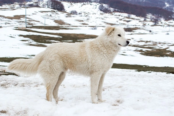 Maremma Sheepdog Dogs Breed | Facts, Information and Advice | Pets4Homes