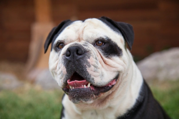 Staroanglický buldok Dogs Informace - velikost, povaha, délka života & cena | iFauna